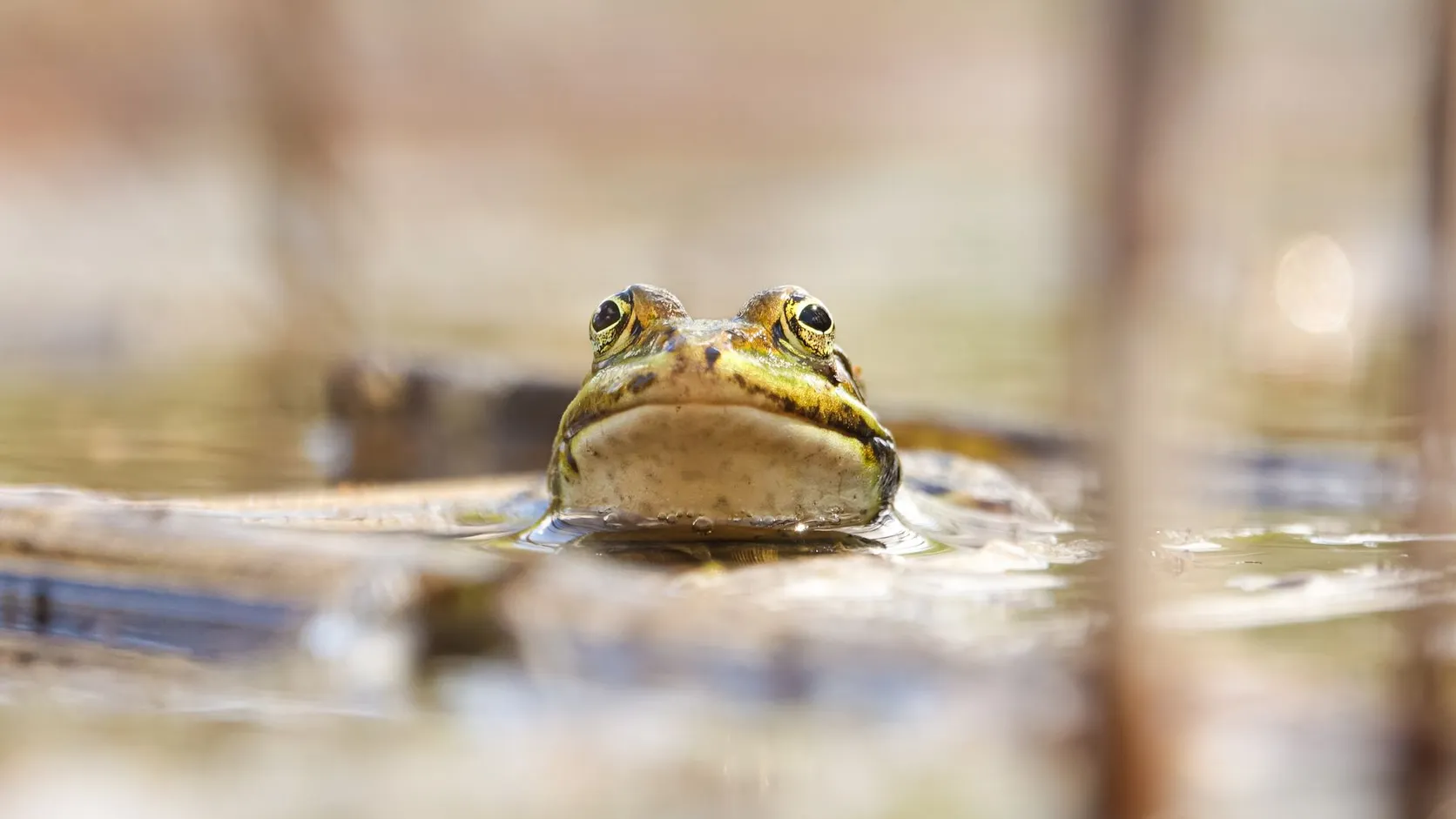 Grenouille verte à la surface de l'eau d'une mare, seuls les yeux et la gorge émergent