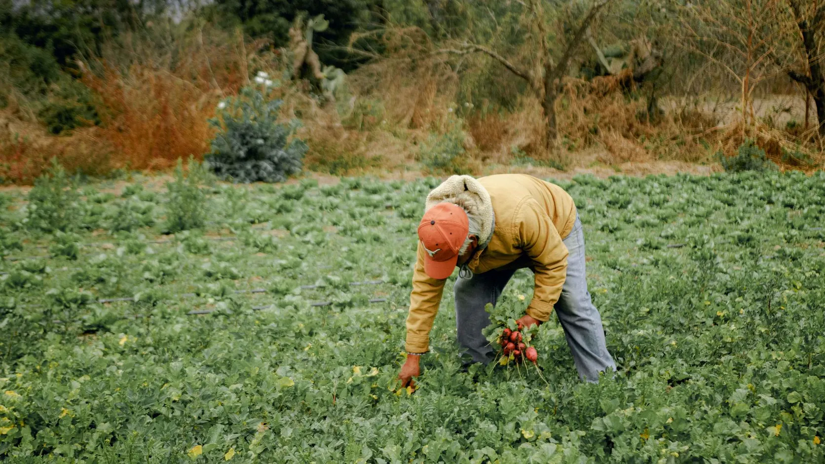 Agriculteur en veste jaune et casquette orange, penché dans un champ de légumes, une botte de radis rouges à la main