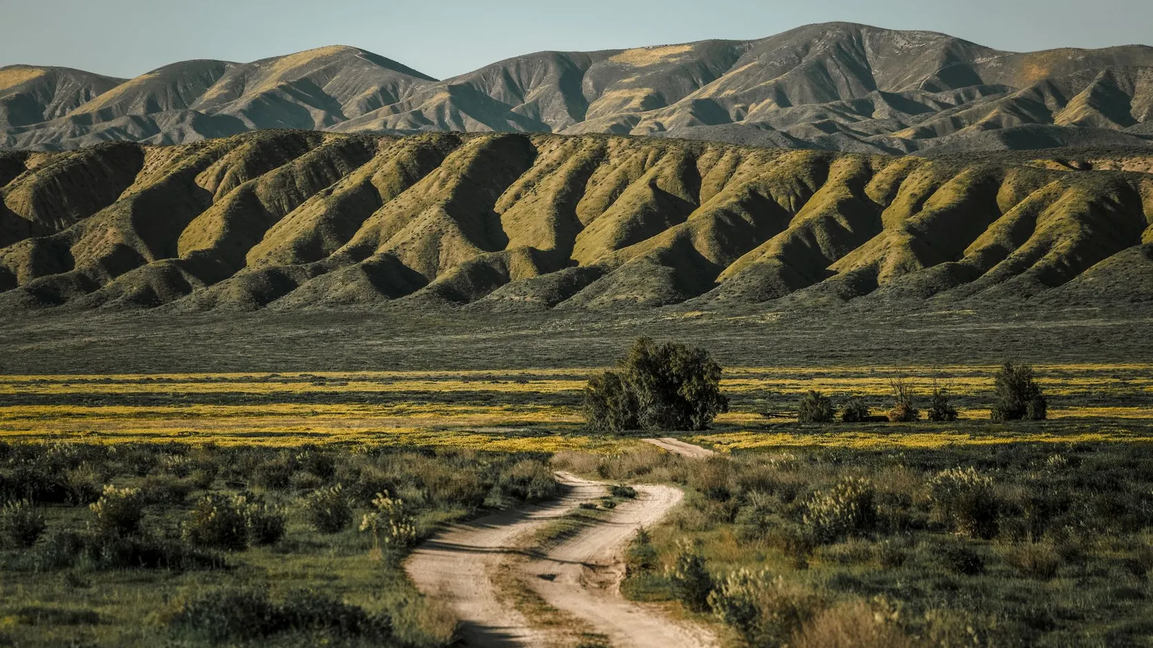 Chemin de terre traversant une plaine fleurie de jaune, au pied de collines ravinées en Californie