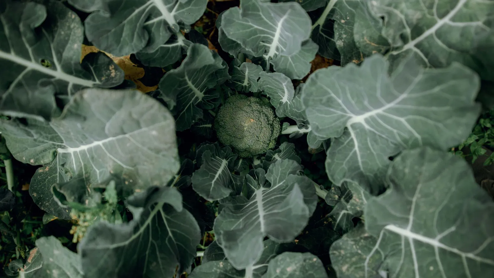 Plant de brocoli vu du dessus, sa pomme verte serrée au centre de grandes feuilles bleutées