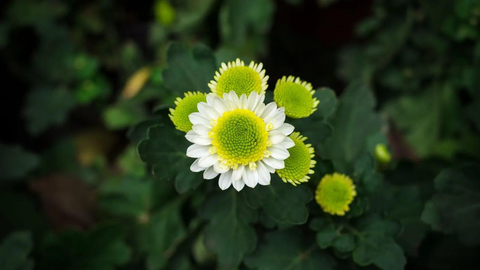 Chrysanthème à pétales blancs et cœur vert entouré de boutons verts, sur fond de feuillage sombre