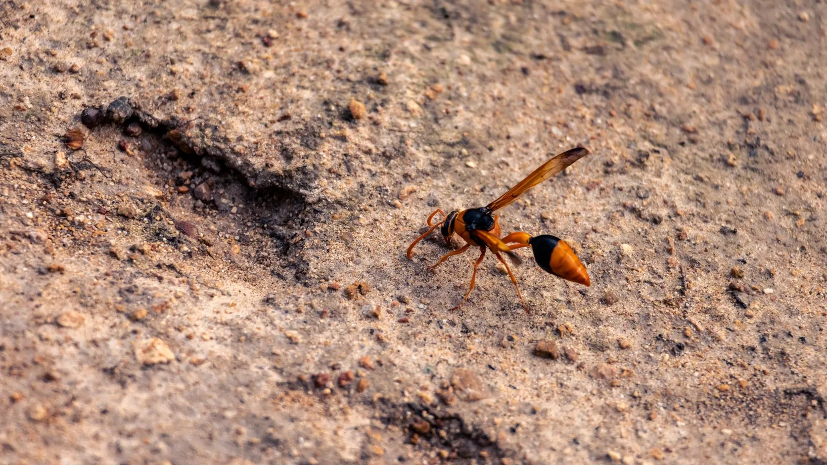 Guêpe orange et noir à la taille très fine posée sur un sol de terre sablonneuse
