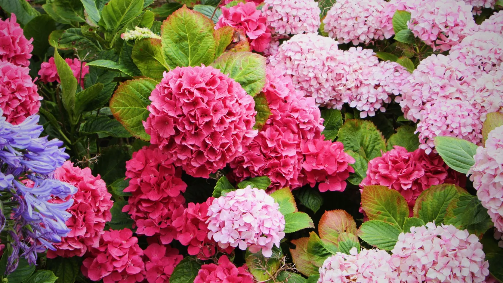 Massif d'hortensias à grosses têtes rondes rose vif et rose pâle, avec quelques fleurs d'agapanthe bleu-violet au premier plan