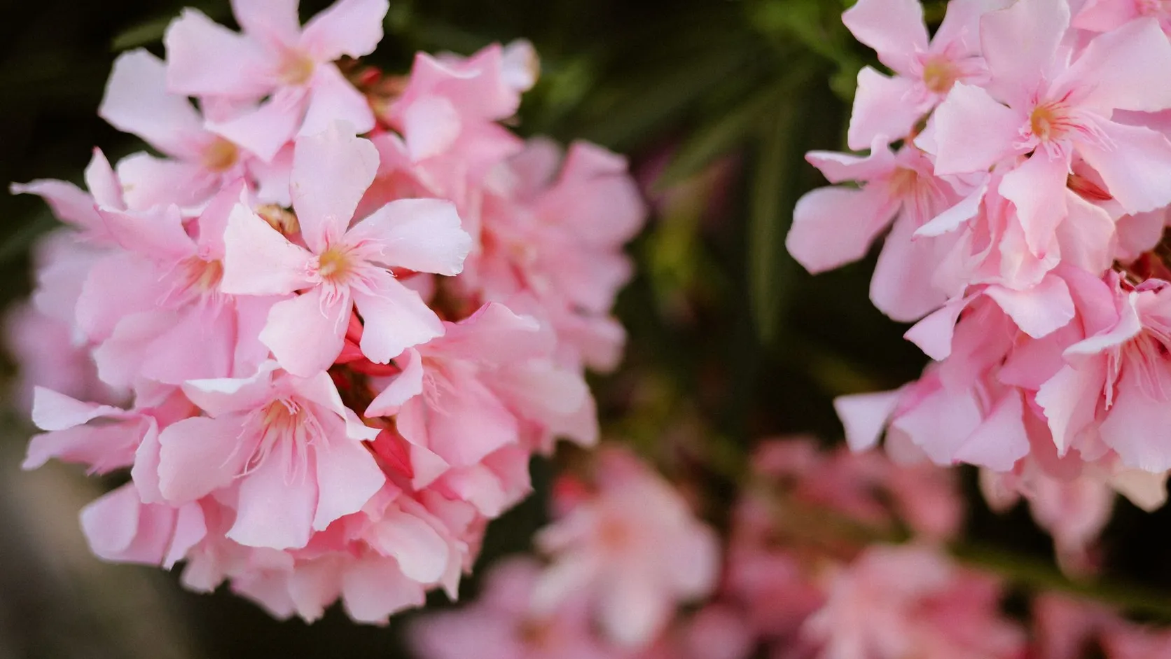 Gros plan sur des bouquets de fleurs roses de laurier-rose devant un feuillage vert sombre