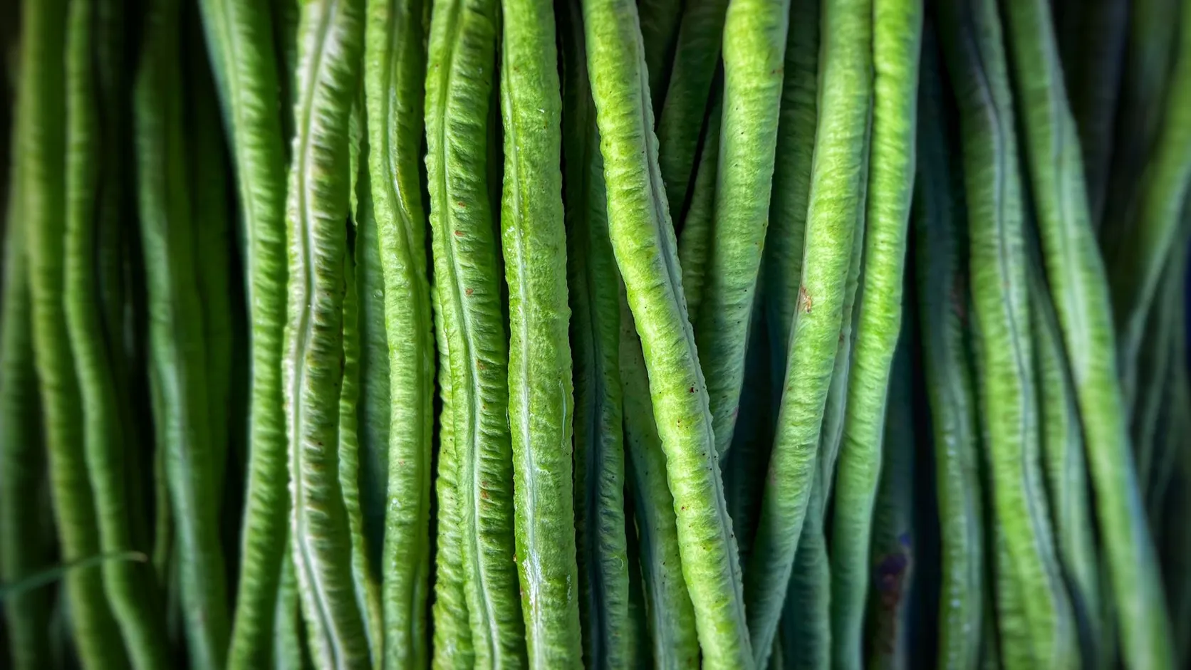 Gros plan sur une botte de longues gousses vertes de haricot asperge, serrées les unes contre les autres