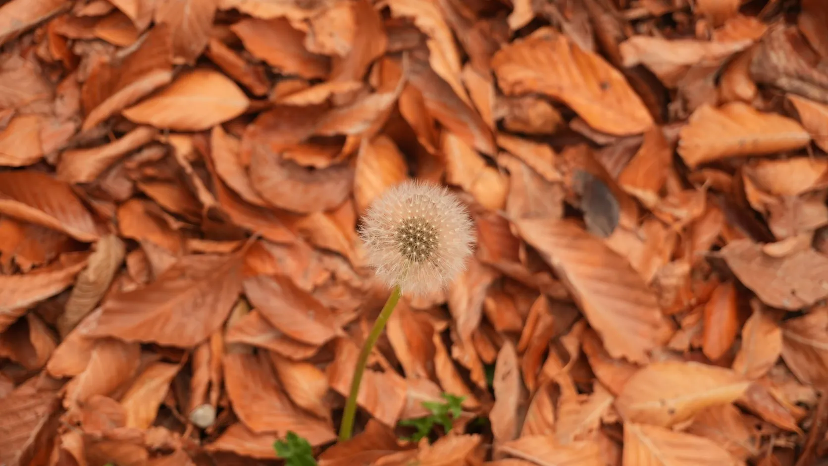 Une aigrette de pissenlit montée en graines se dresse au milieu de feuilles mortes rousses