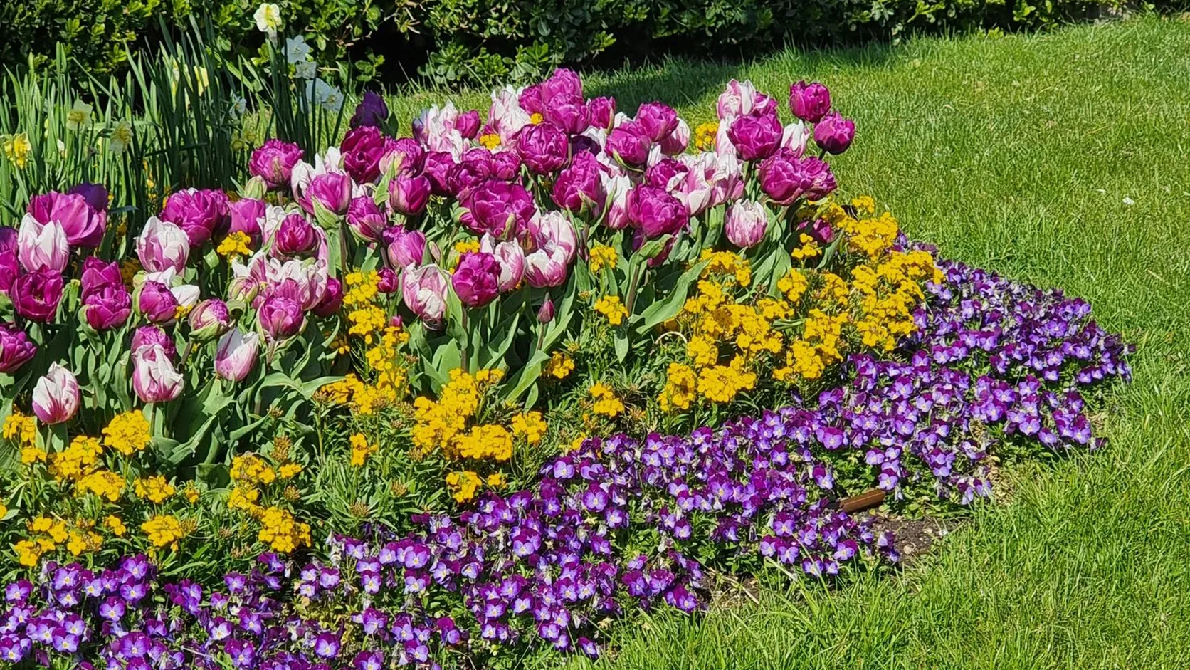 Massif de tulipes roses et violettes, giroflées jaunes et pensées violettes au bord d'une pelouse