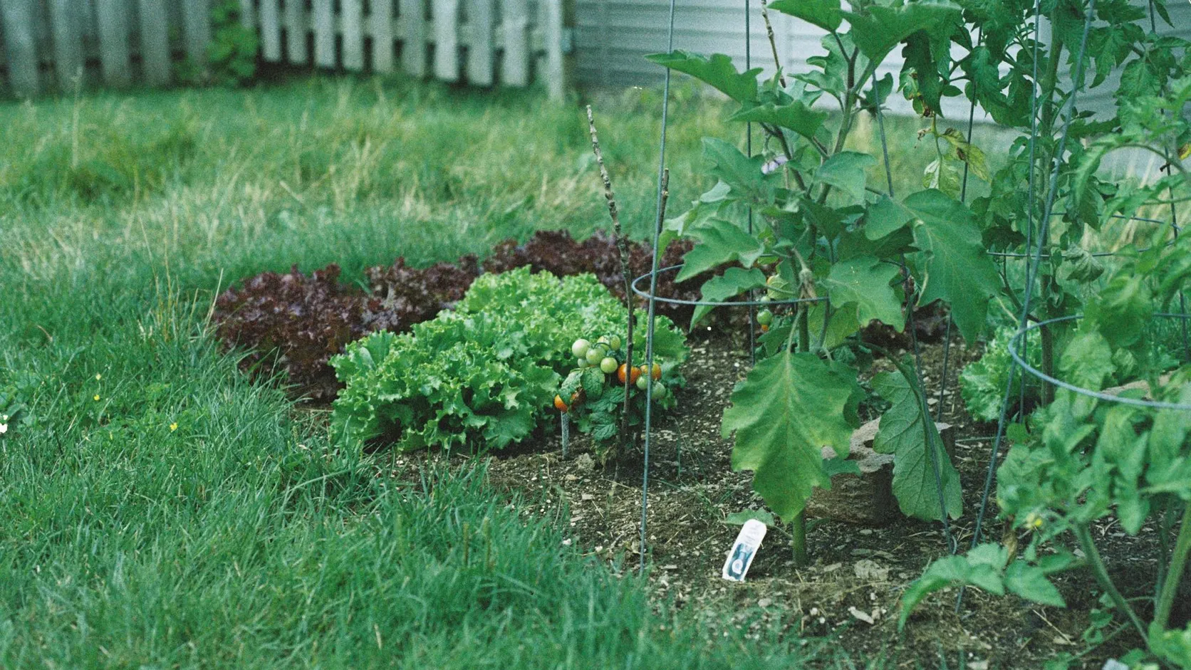 Petit potager familial avec laitues vertes et rouges, tomates cerises et aubergine tuteurée