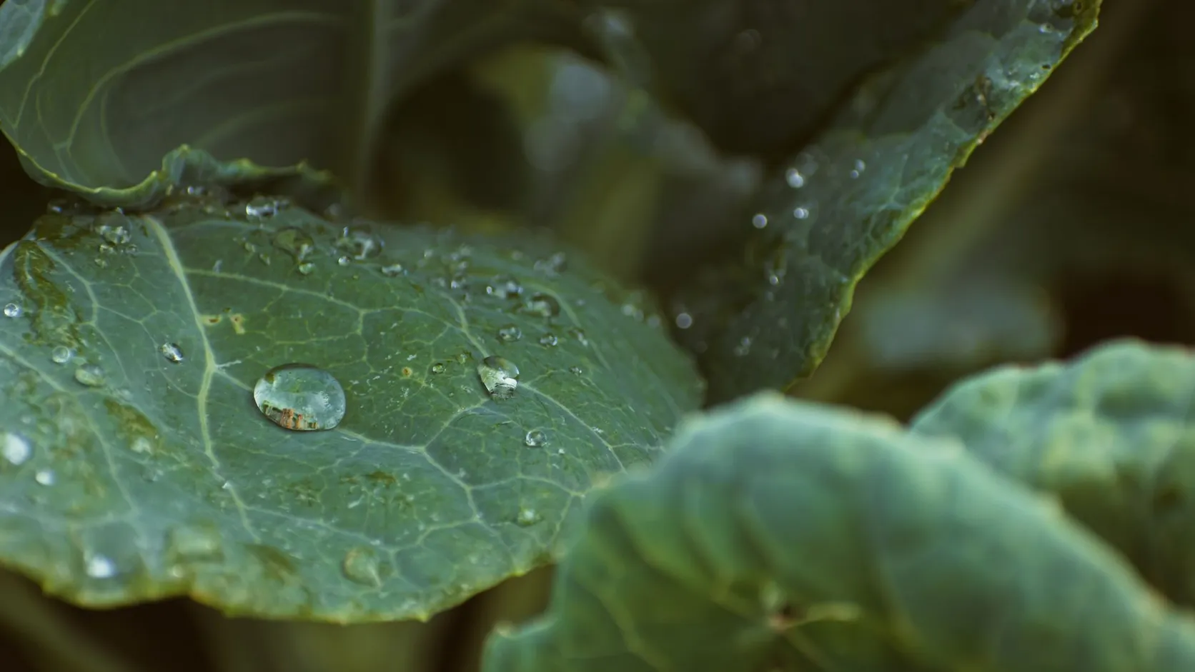Feuille vert-bleu couverte de gouttes d'eau, au premier plan d'autres feuilles floues