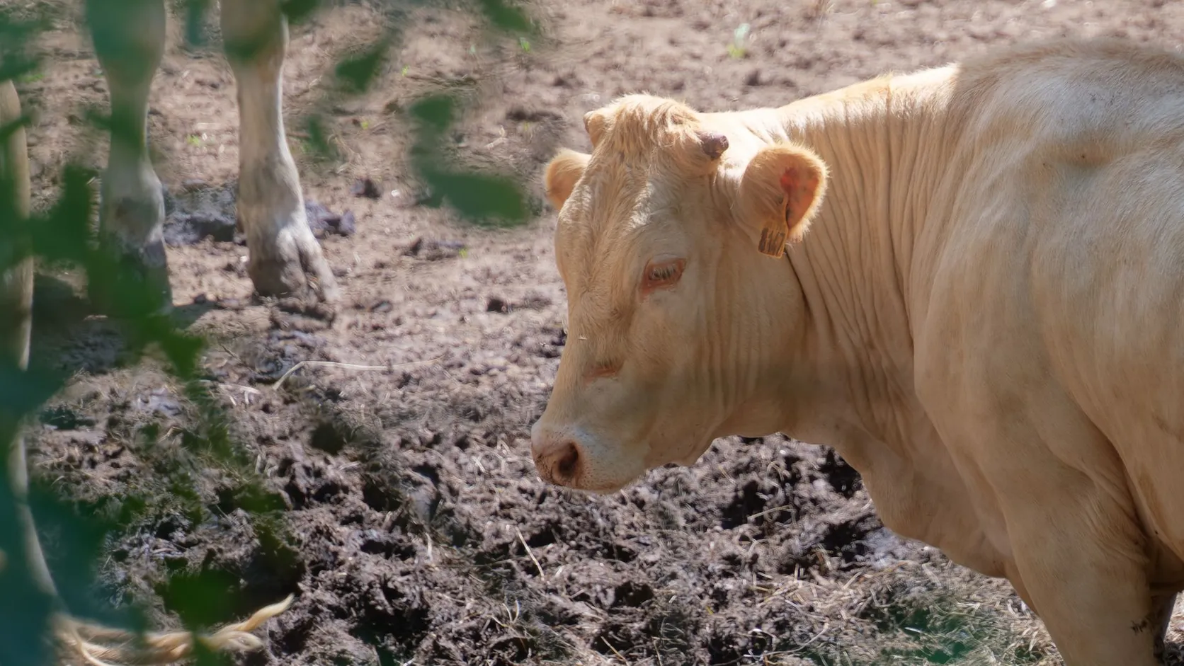 Une vache charolaise de robe crème, boucle jaune à l'oreille, se tient dans un enclos de terre boueuse, en partie cachée par des feuillages au premier plan