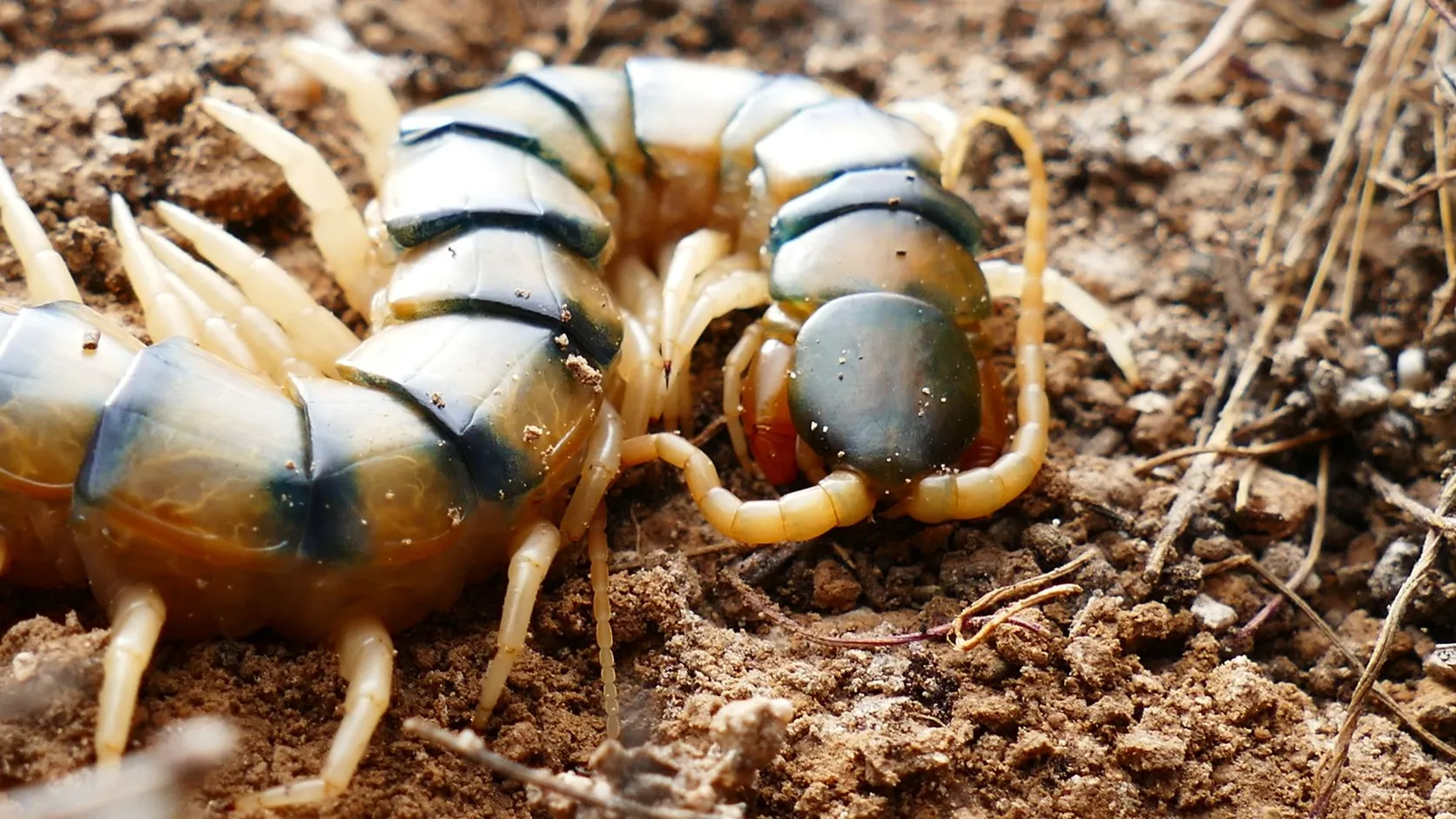 Gros plan sur une scolopendre aux segments jaune et bleu-vert et aux pattes claires, sur une terre sèche