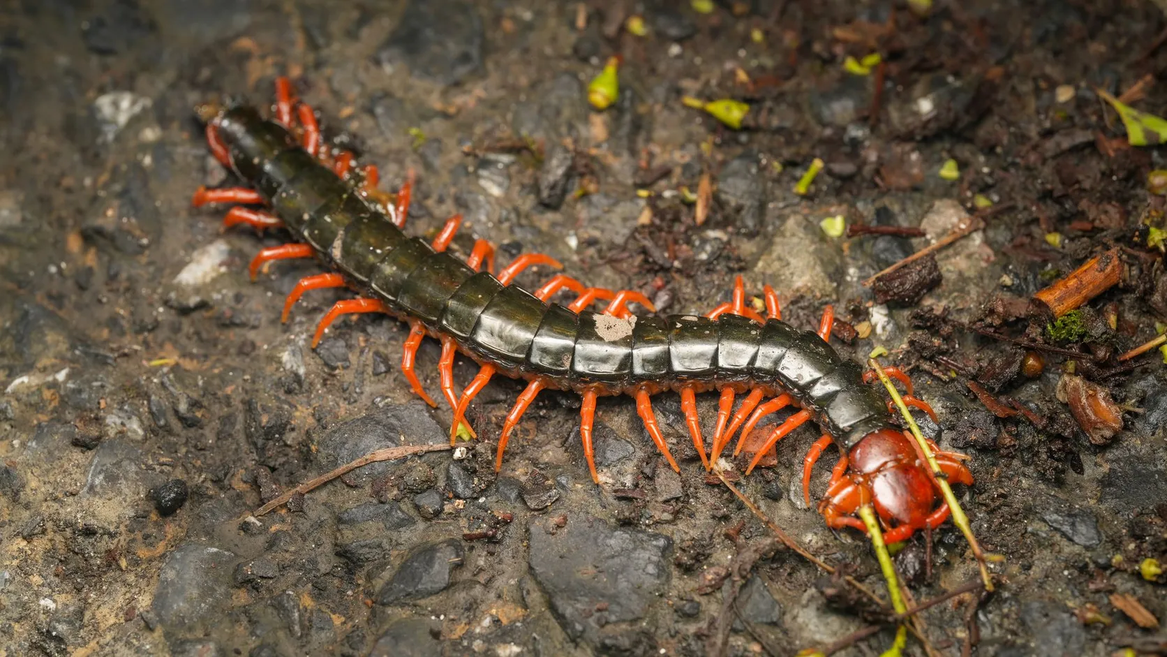 Scolopendre au corps sombre et brillant, à tête et pattes orange vif, sur un sol de terre et de gravillons